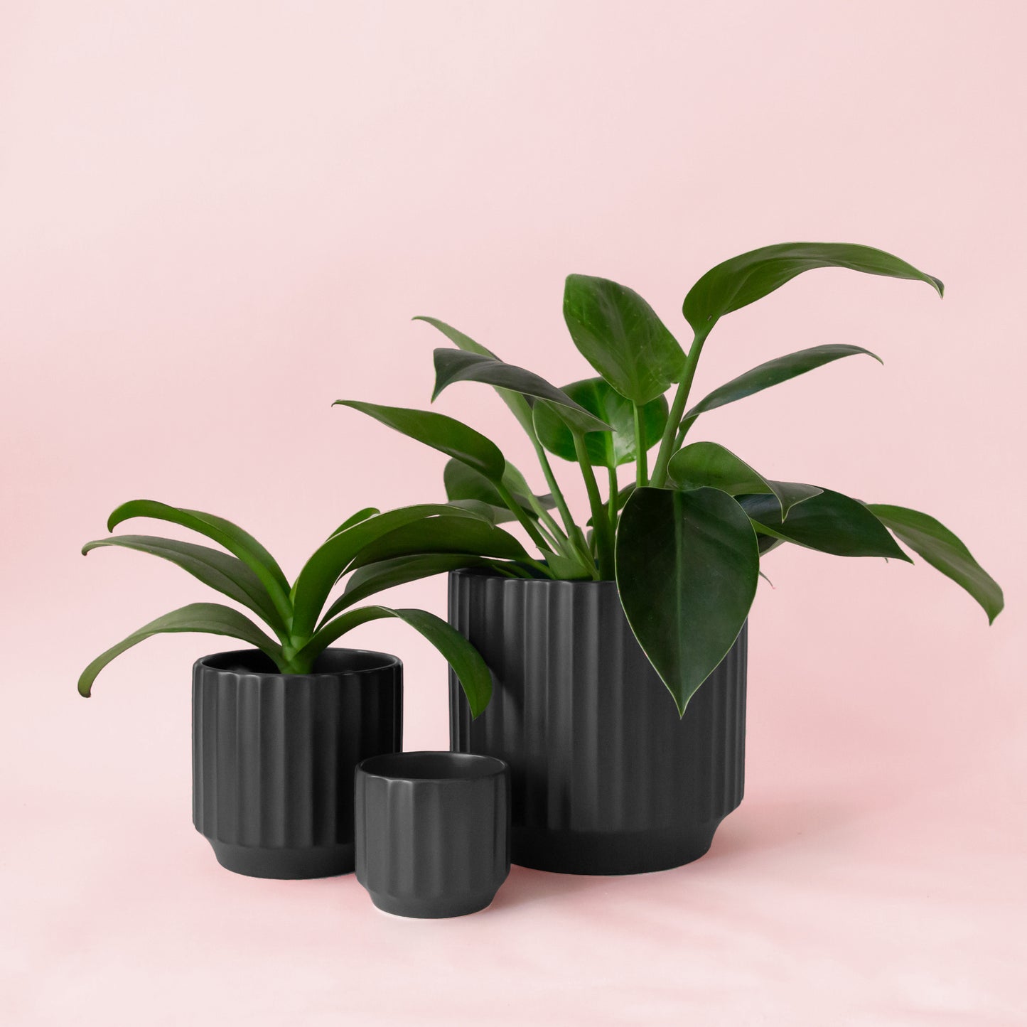 A black fluted ceramic planter with a plant inside sold separately.
