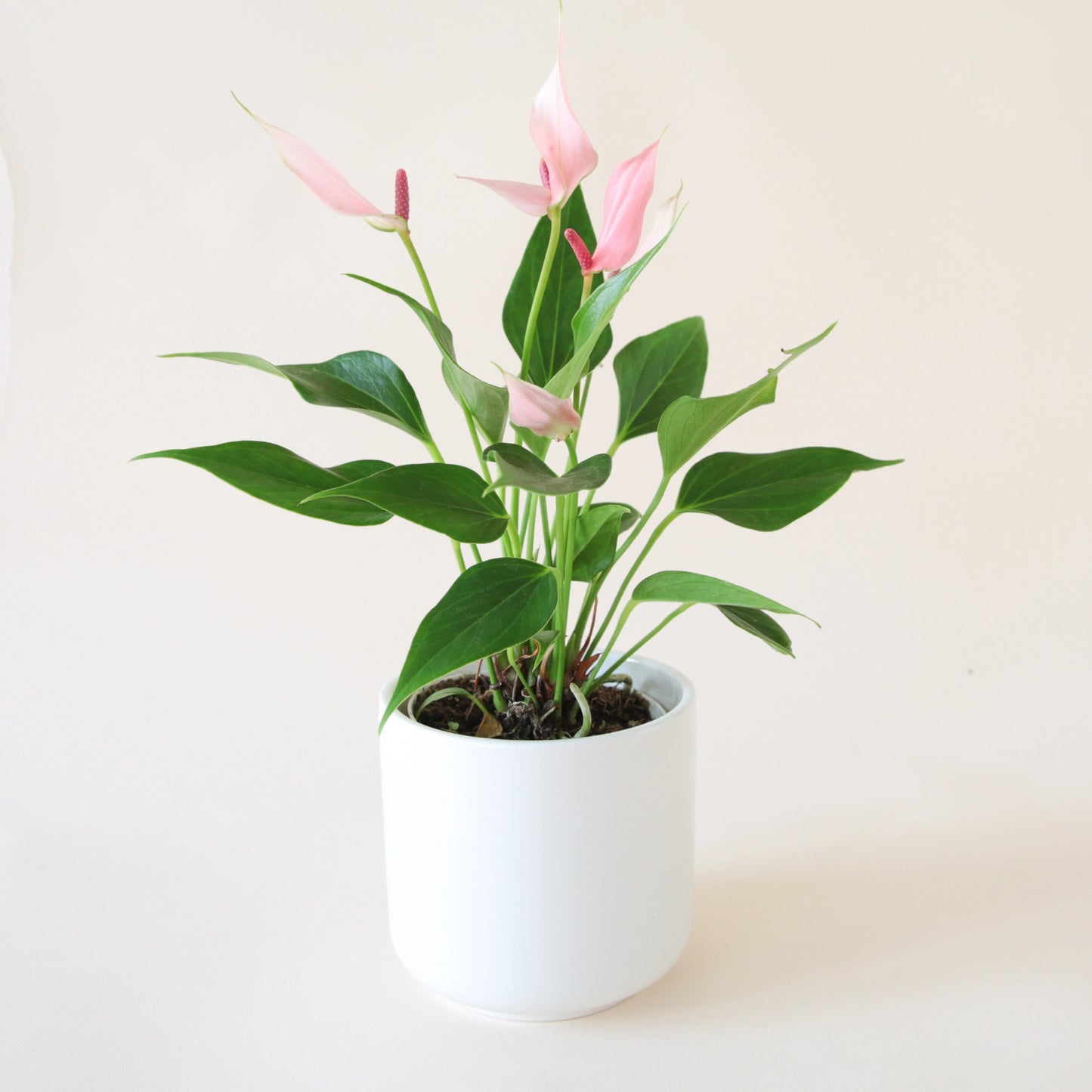 Anthurium "Lilli" Light Pink in a round white pot. Anthurium is a green leafy plant with tall bright pink arrowhead shape flowers and dark pink stamen.