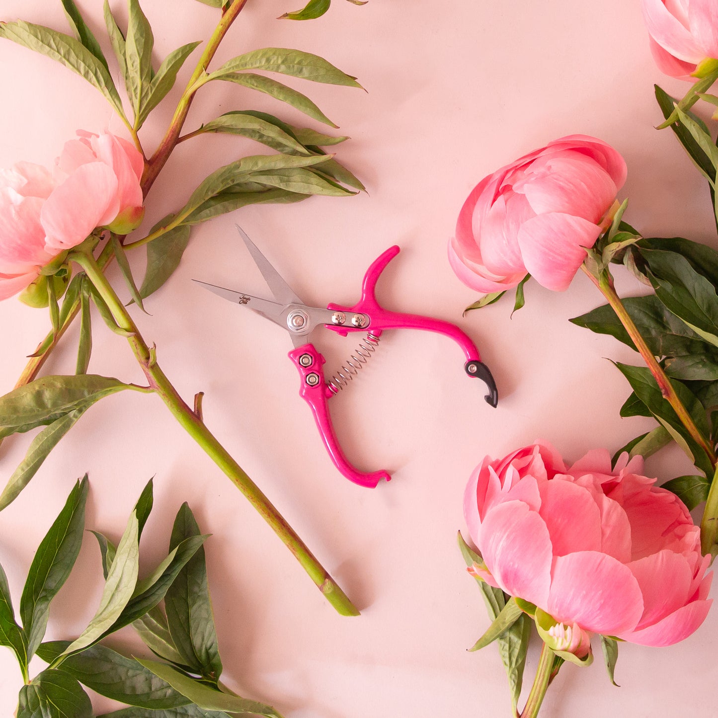 Bright pink pruning shears shown against a light pink background, surrounded by pink peonies.