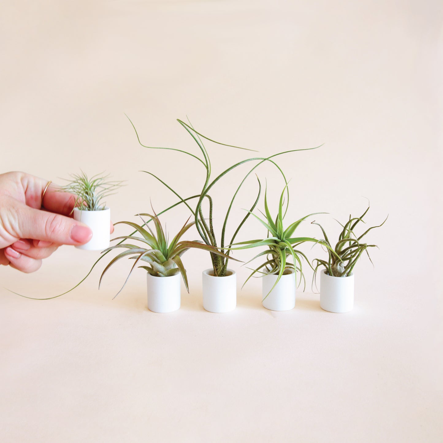 On a cream background is a set of tiny ceramic planters with air plants in them.