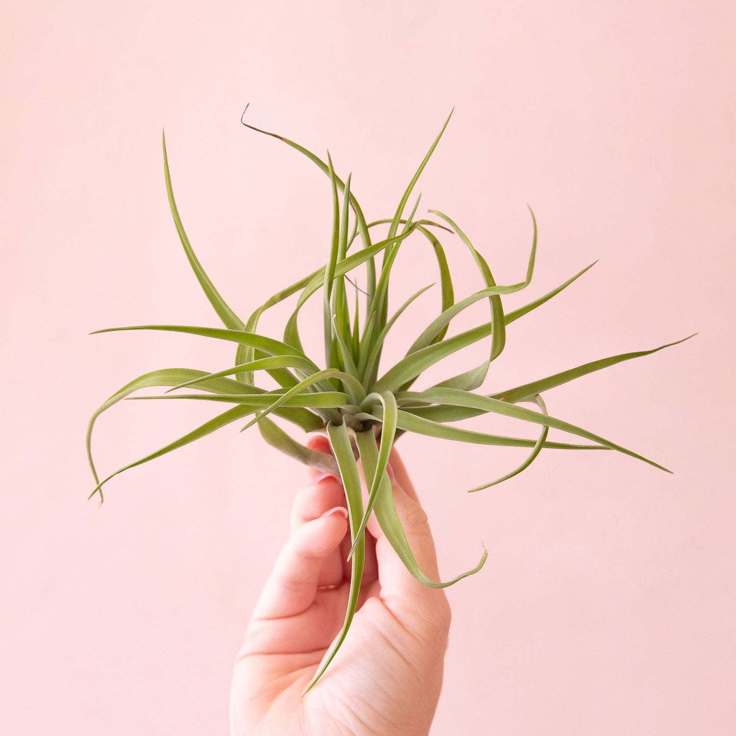 Tillandsia | Velutina