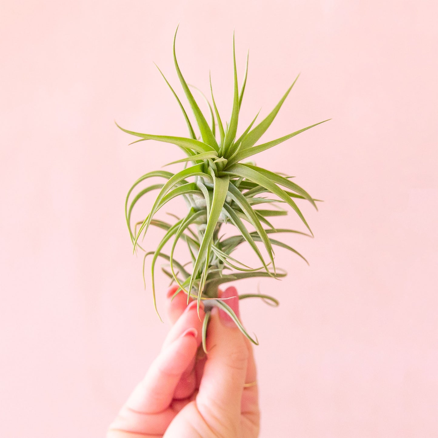 a hand holding a tillandsia aeranthos