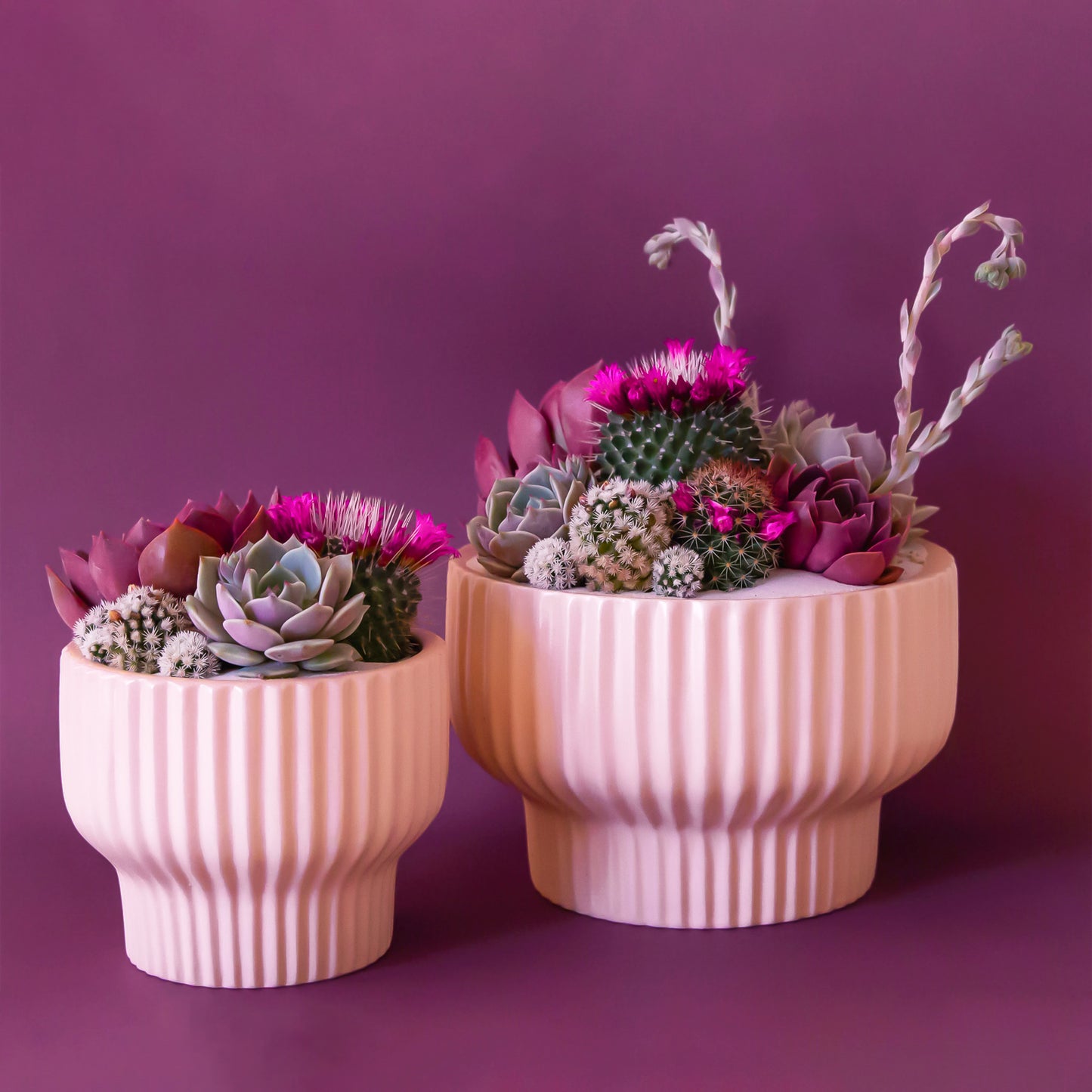 On a tan background is the two sizes of the Presley pedestal pots in the light pink shade filled with cactus and succulent arrangements.
