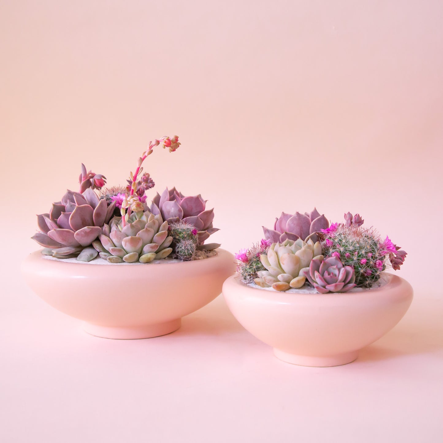 A light pink ceramic low bowl planter with a rounded edge.