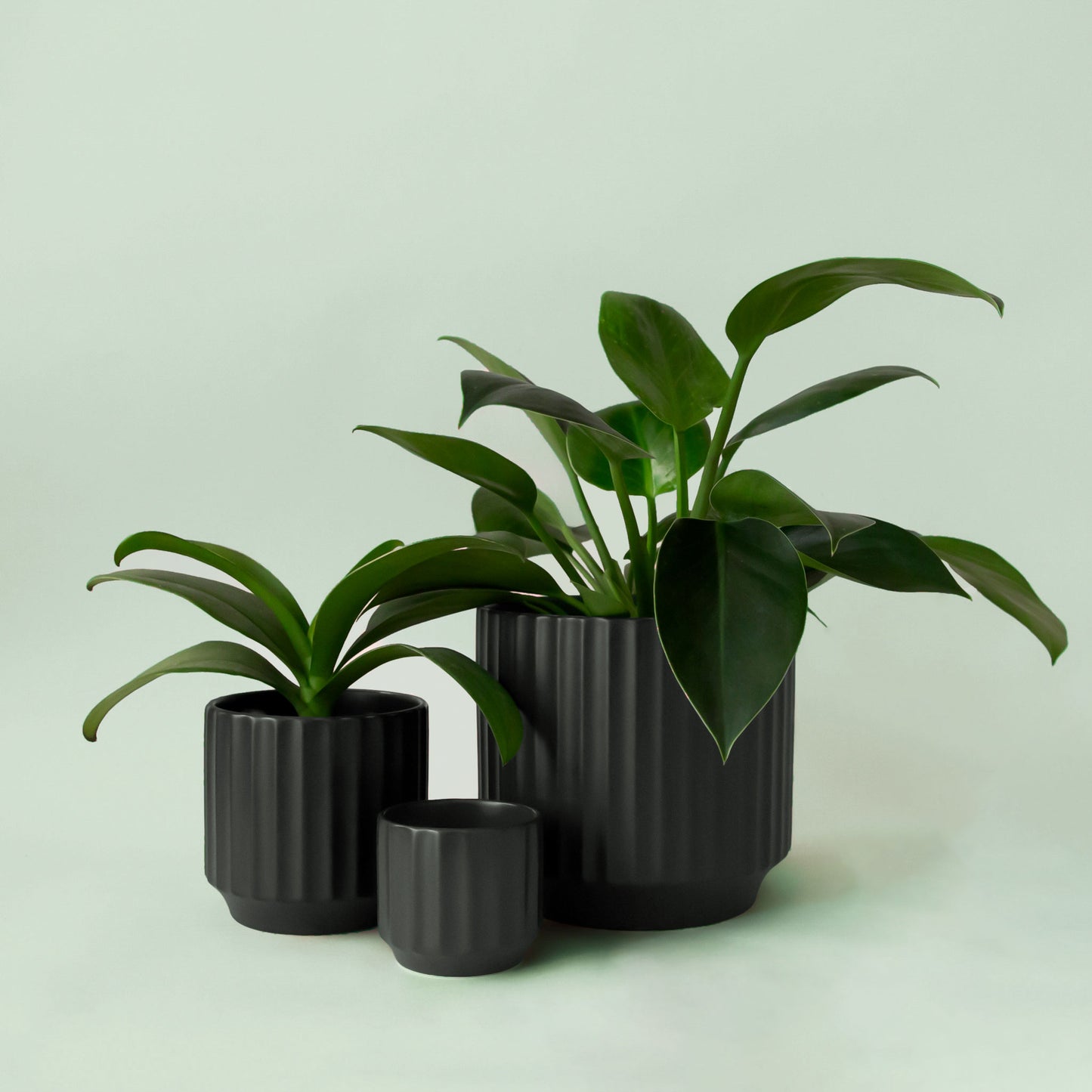 A black fluted ceramic planter with a plant inside sold separately.