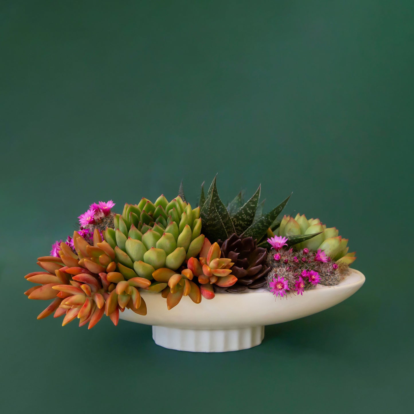 An elongated ceramic pedestal bowl sits on a dark green ground. The bowl is planted with beautiful succulents and cacti.