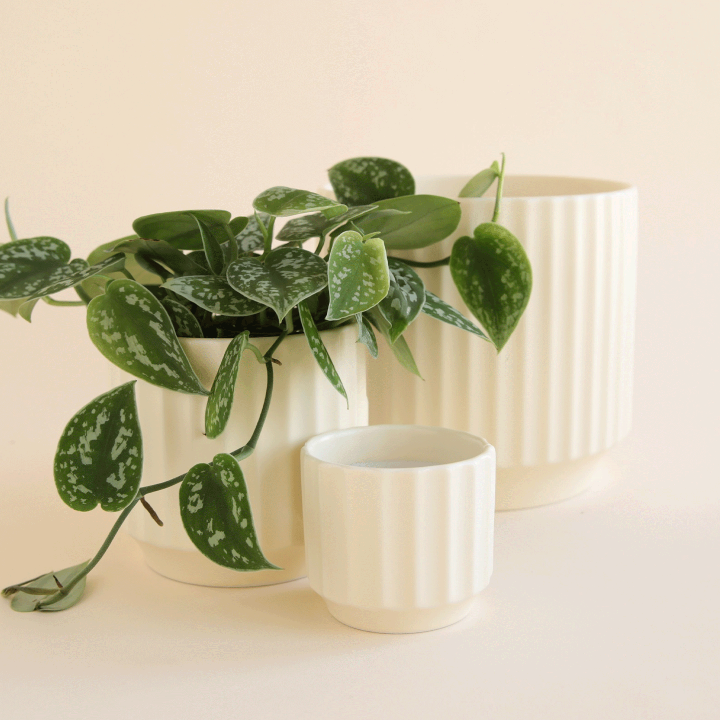 On an ivory background is three different sized vintage white ceramic planters with a thick fluting detail and a tapered base.