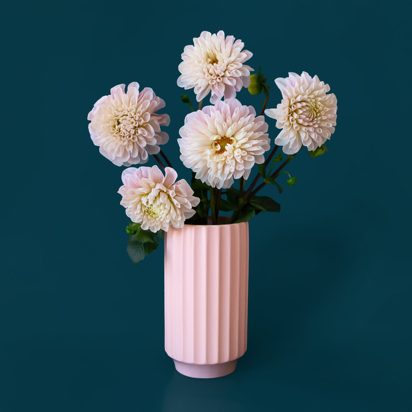 A beautiful pink vase with fluted sits in the middle of the page. The vase is filled with 5 beautiful White Dahlia flowers.