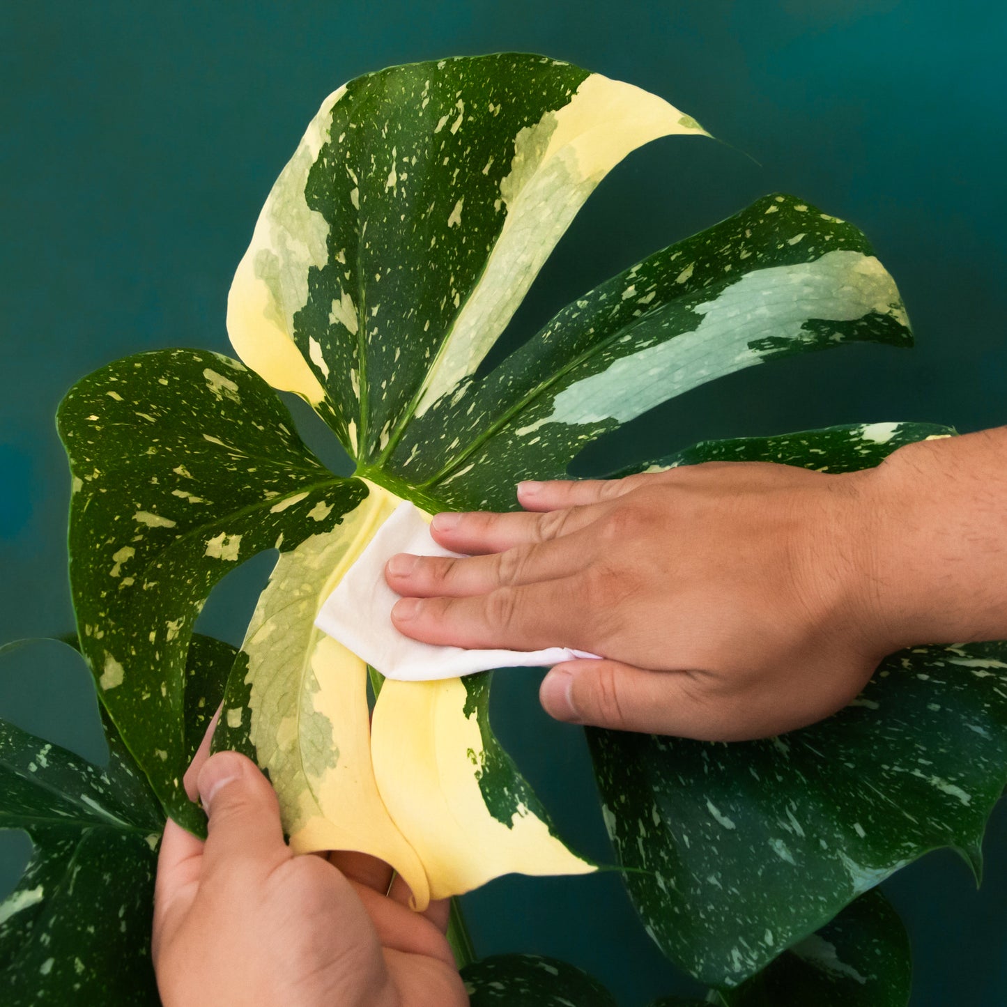A hand comes into frame wiping a large plant with beautiful variegated
leaves with a white plant cleansing wipe.