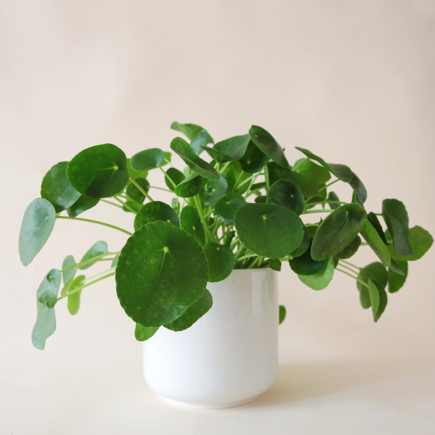a pilea peperomioid with bright green, round leaves sits in a white pot