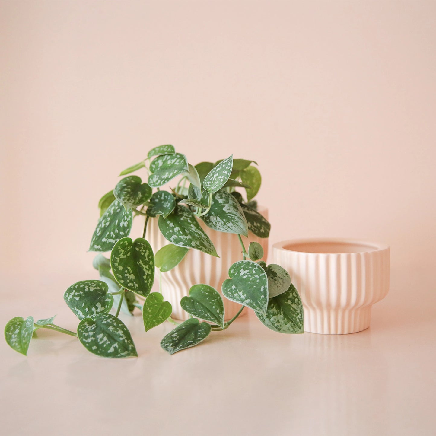 Presley Pedestal Planter | Ballerina