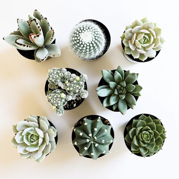 An arial view of a variety of green toned succulent and cacti.