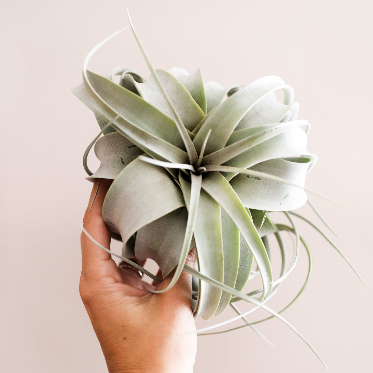 Tillandsia Xerographica