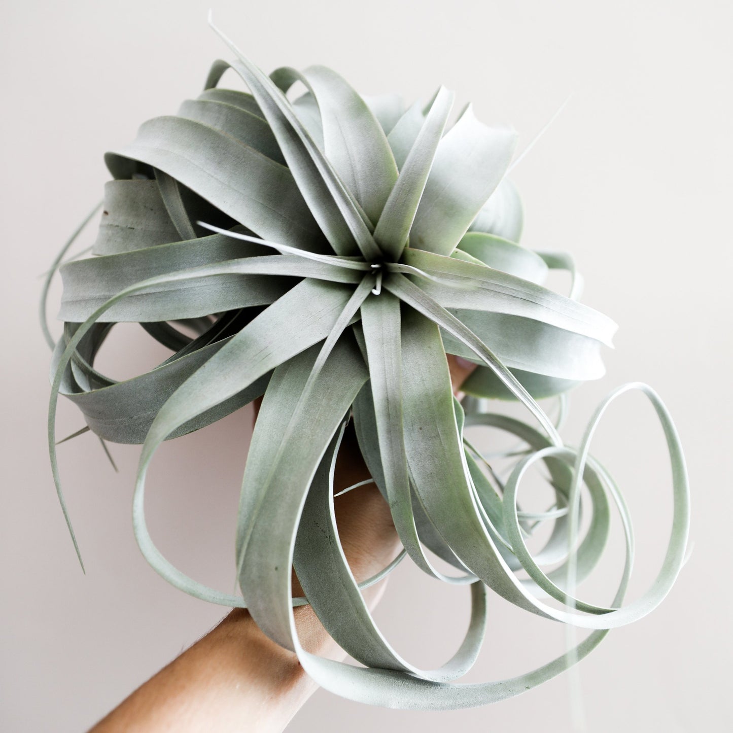Tillandsia Xerographica