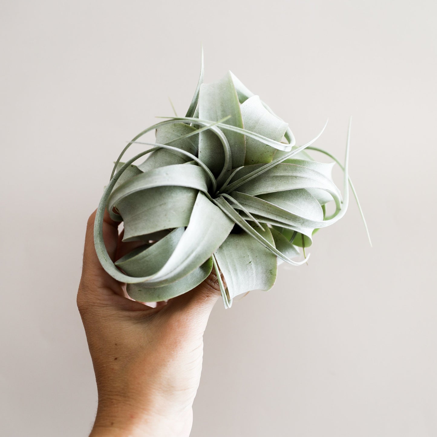 Tillandsia Xerographica