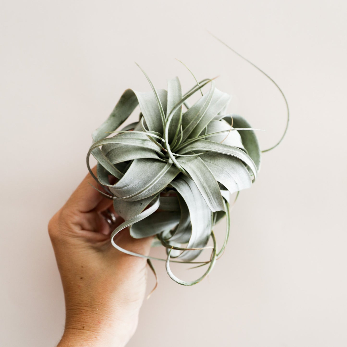 Tillandsia Xerographica