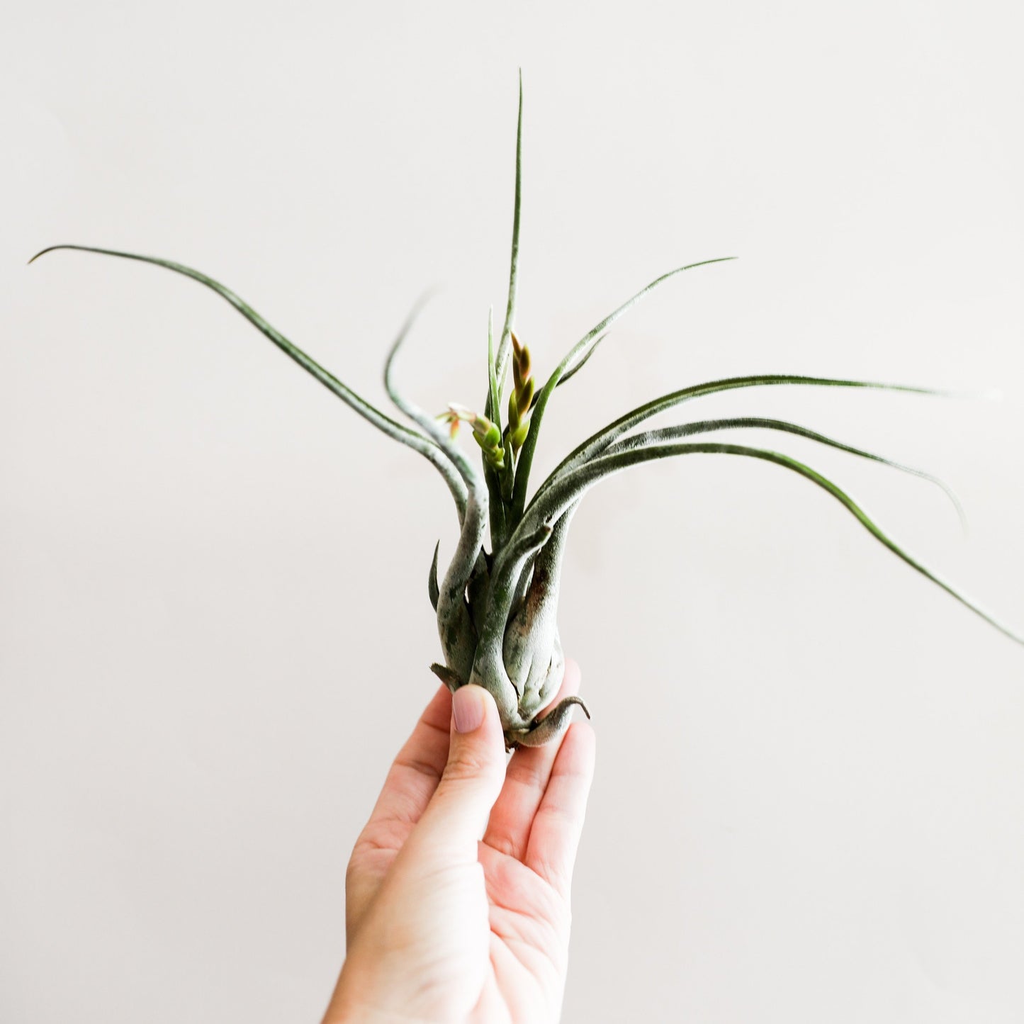 On a cream background is a Tillandsia Caput Medusae.