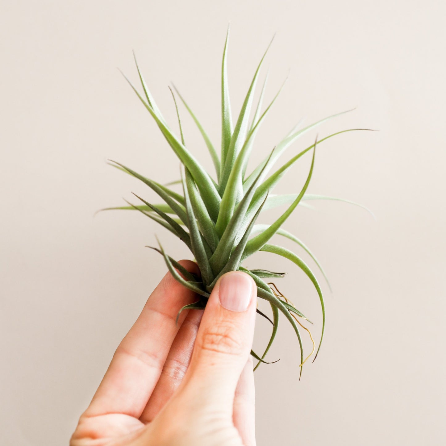 On a cream background is a side view of a Tillandsia Aeranthos.