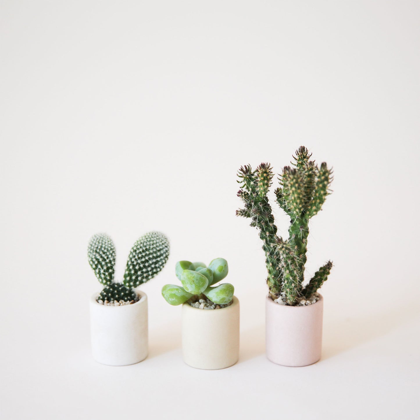 On a white background is three different colored tiny ceramic pots filled with cacti and succulents.