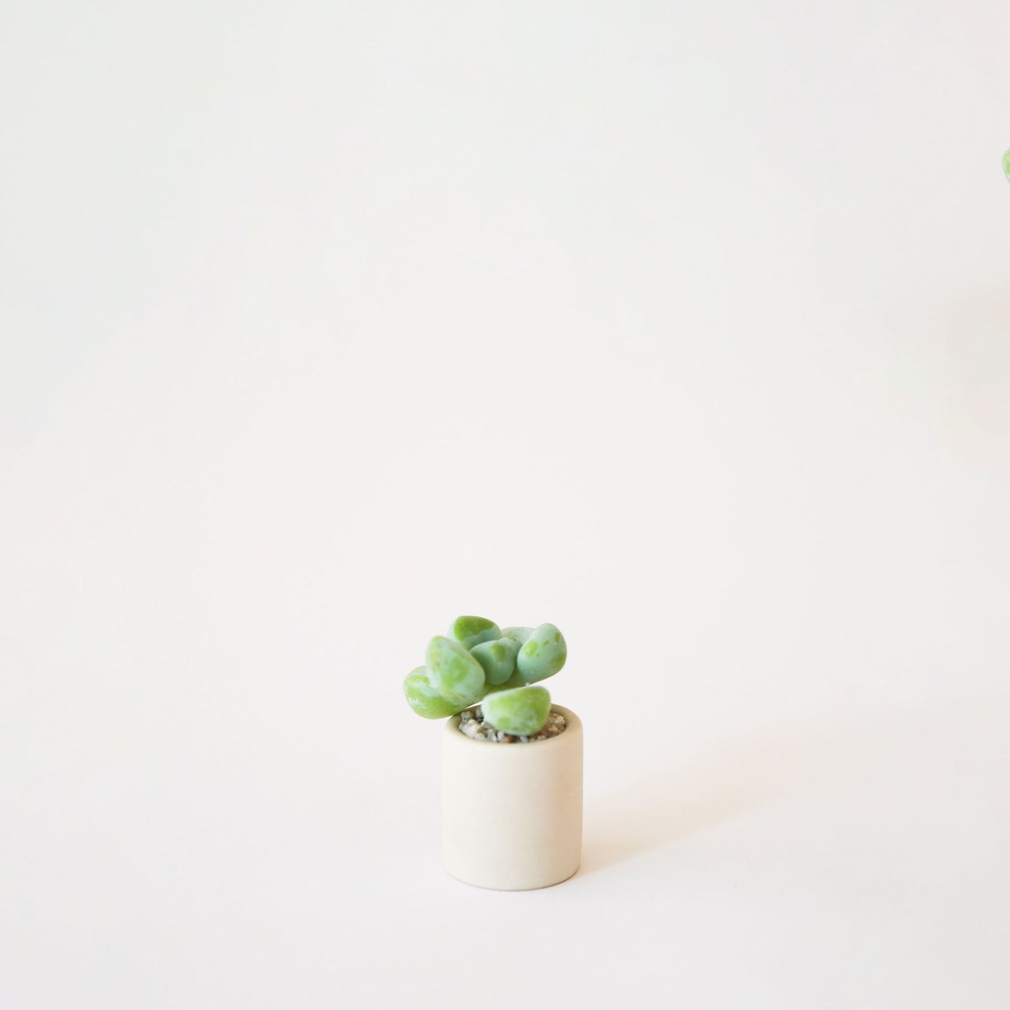 On a cream background is a beige tiny pot filled with a succulent.