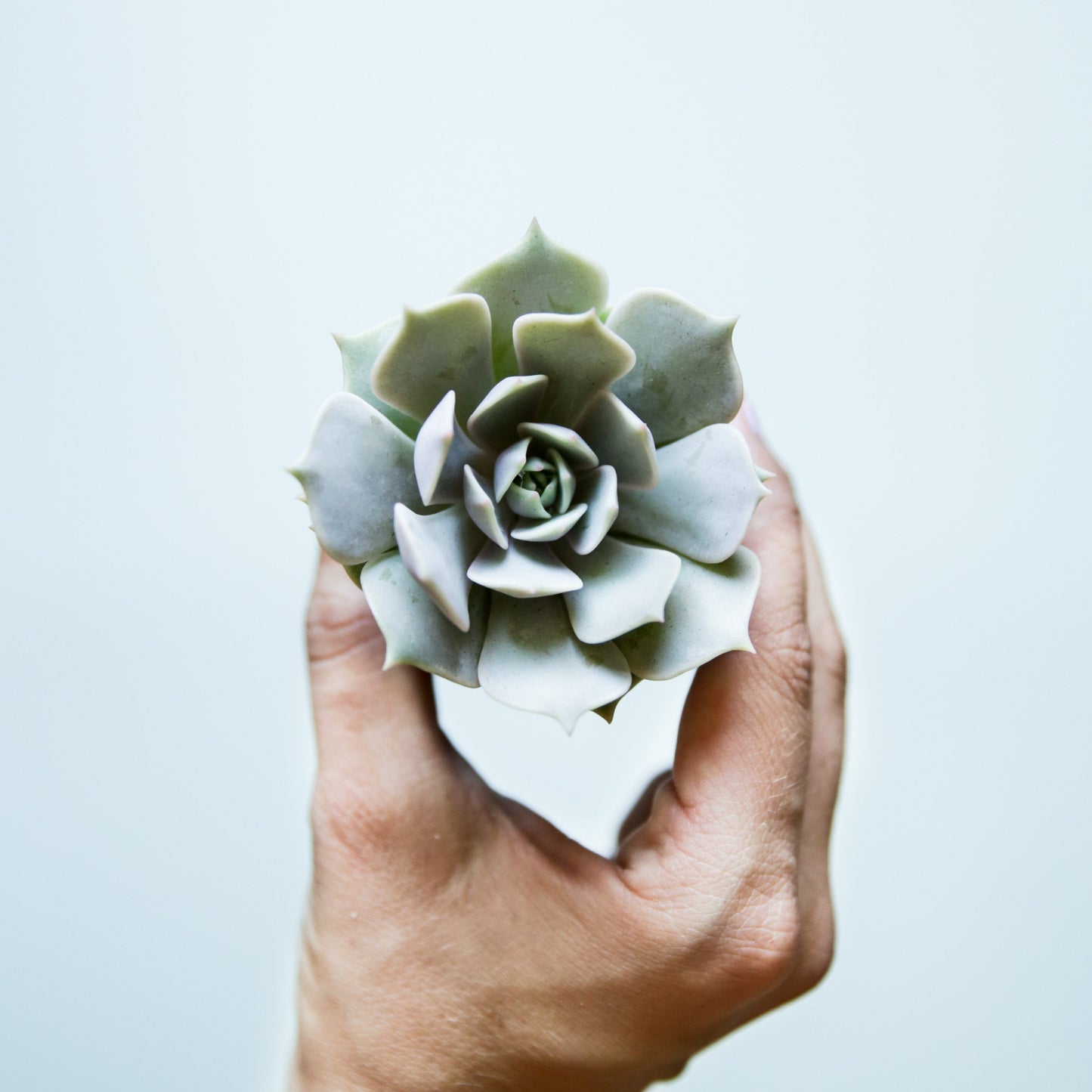 On a white background is an arial view of a Echeveria Lola Succulent.