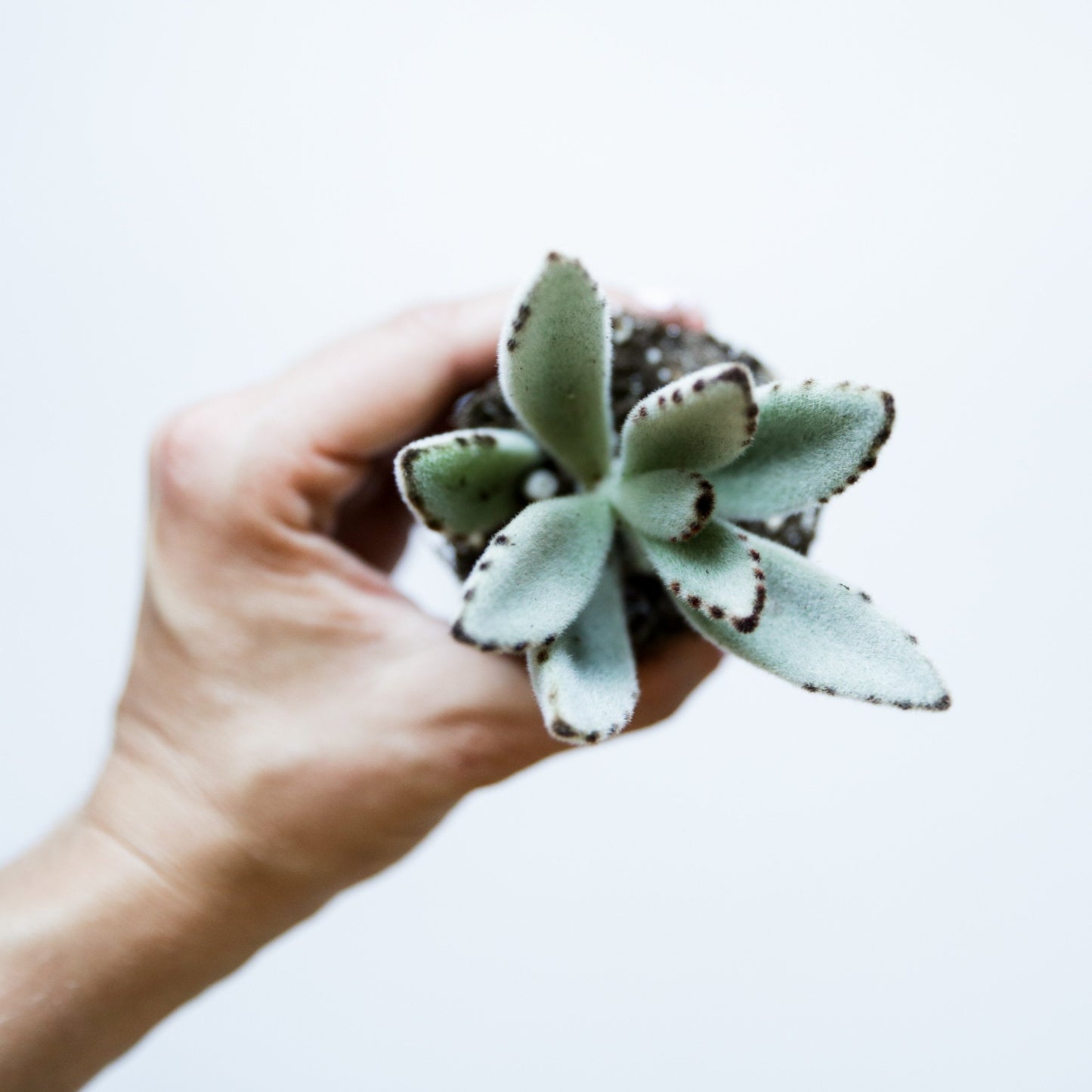 On a white background is a model holding up a Panda Kalanchoe Tomentosa Succulent.