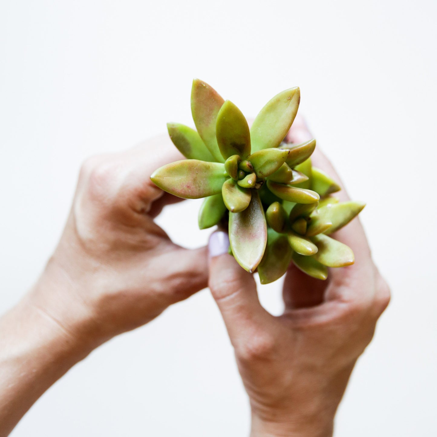 On a white background is a model holding up a Golden Sedum succulent.