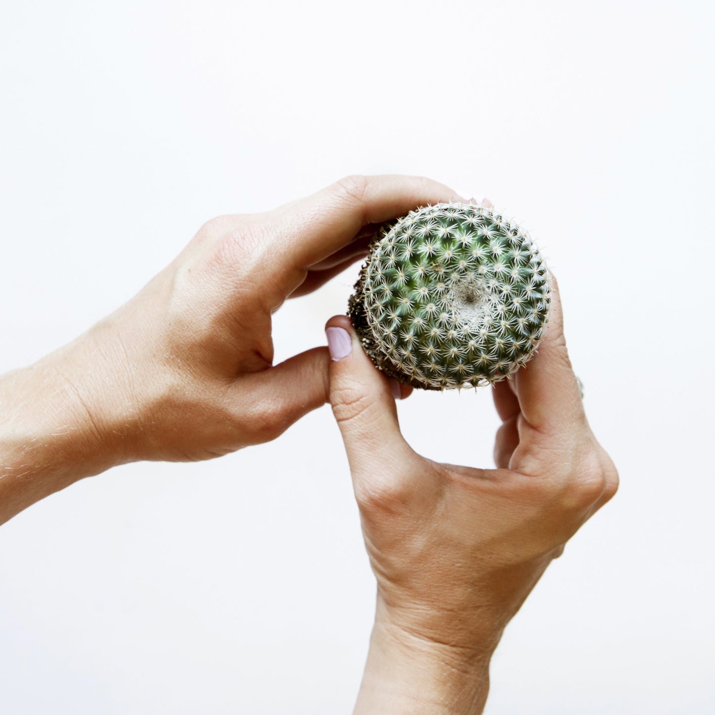 On a white background is a Mammillaria Elegant Cactus.