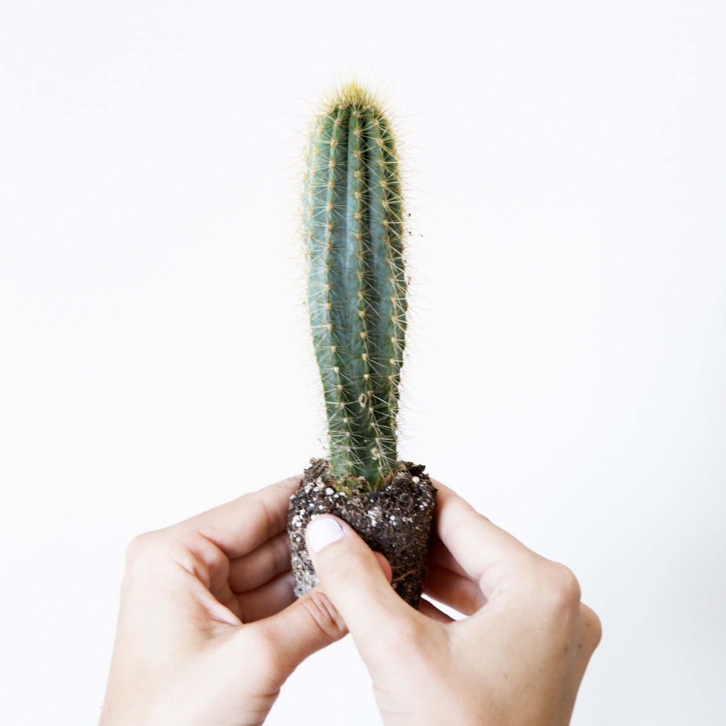 On a white background is a Blue Candle Cactus being held up by a models hands.