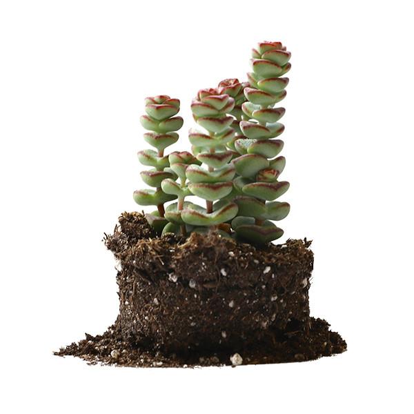 On a white background is a Crassula Baby's Necklace succulent.