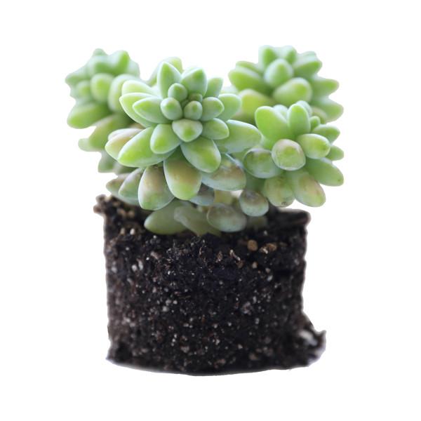 On a white background is a side view of a Donkey's Tail Succulent.