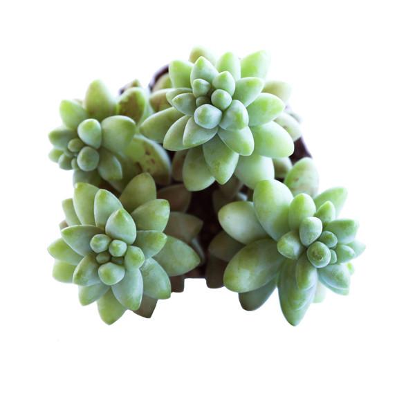 On a white background is an arial view of a Donkey's Tail Succulent.