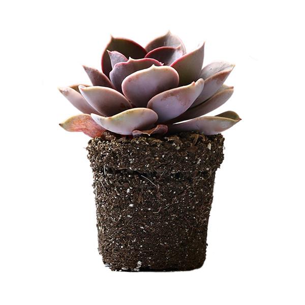 On a cream background is a side view of a Echeveria Perle Von Nurnberg Succulent.