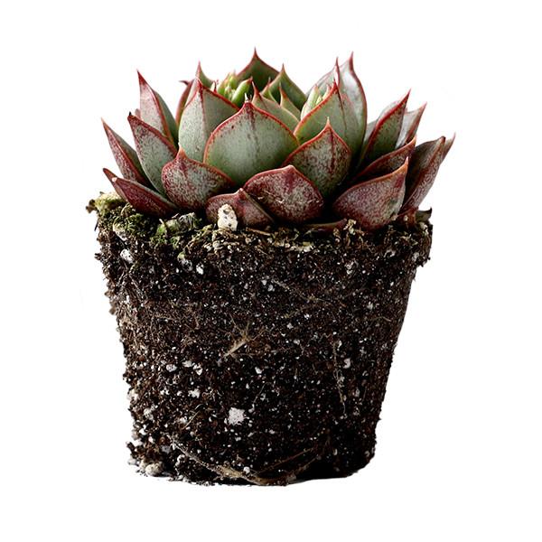 On a white background is an Echeveria Parva Succulent side view.