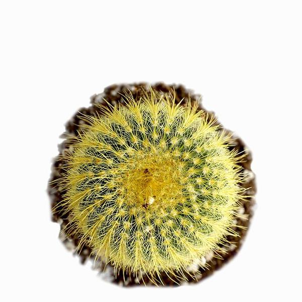On a white background is a Golden Ball Cactus.
