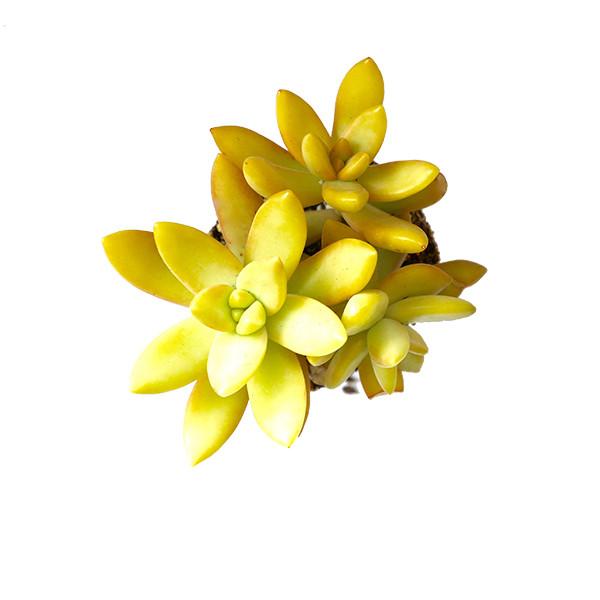 On a white background is an arial view of a Golden Sedum Succulent.