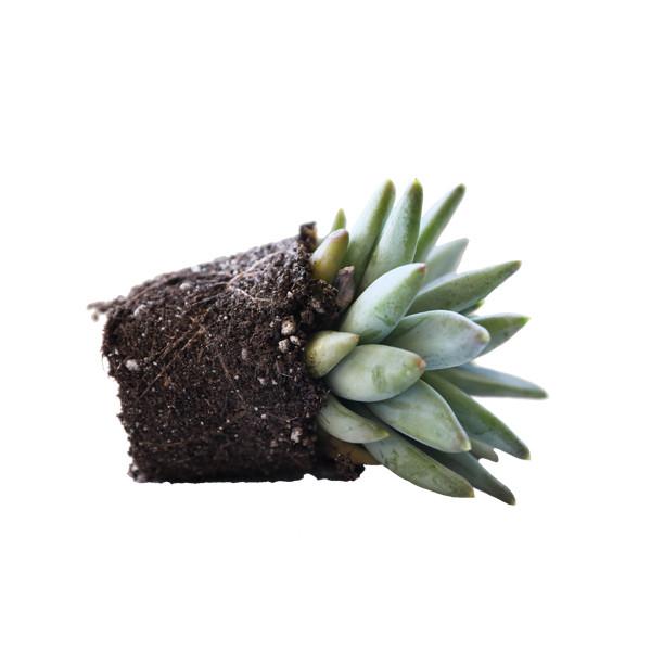 A side view of a Little Jewel succulent on a white background.