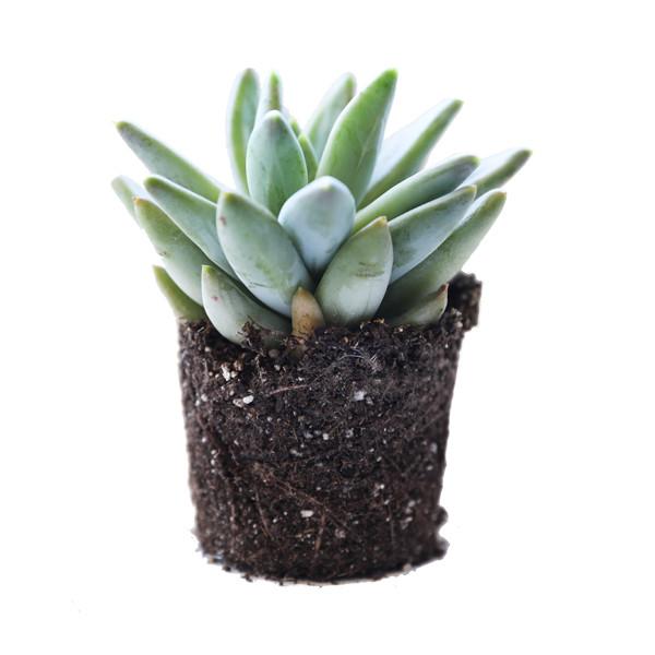 A side view of a Little Jewel succulent on a white background.