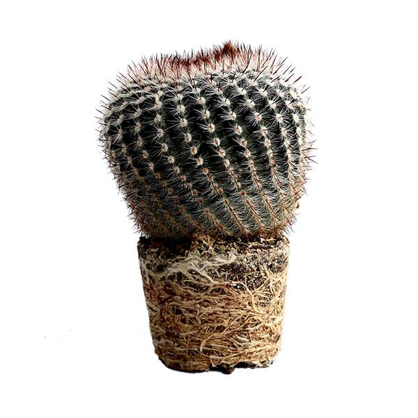 On a white background is a side view of a Silver Ball Cactus.