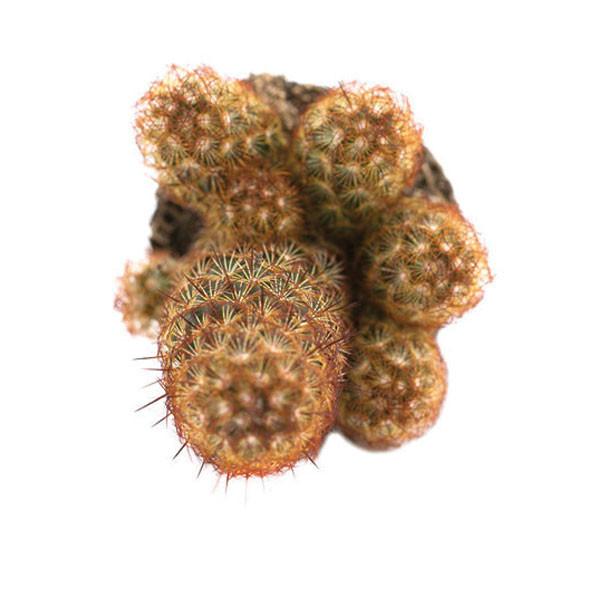On a white background is a Copper King cactus arial view.