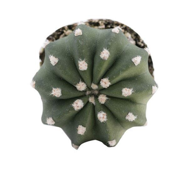 On a white background is a Domino Cactus.