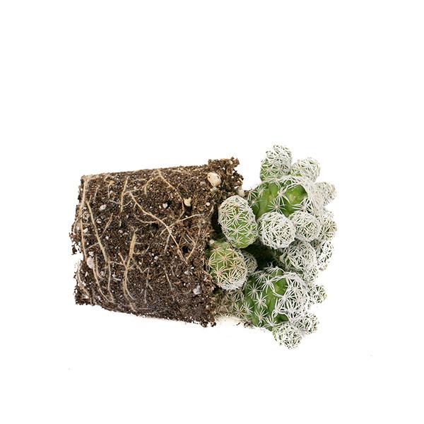 On a white background is a Mammillaria Thimble Cactus side view.
