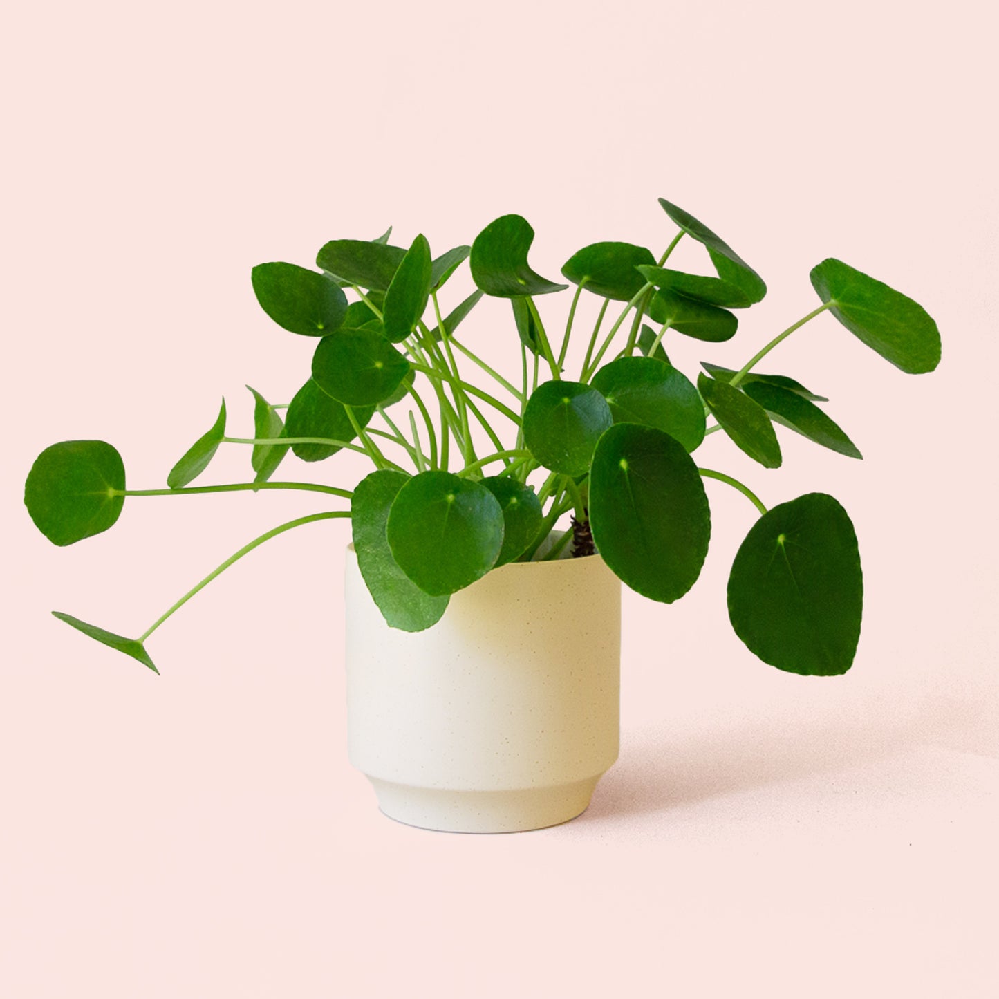 Pilea | Peperomioide