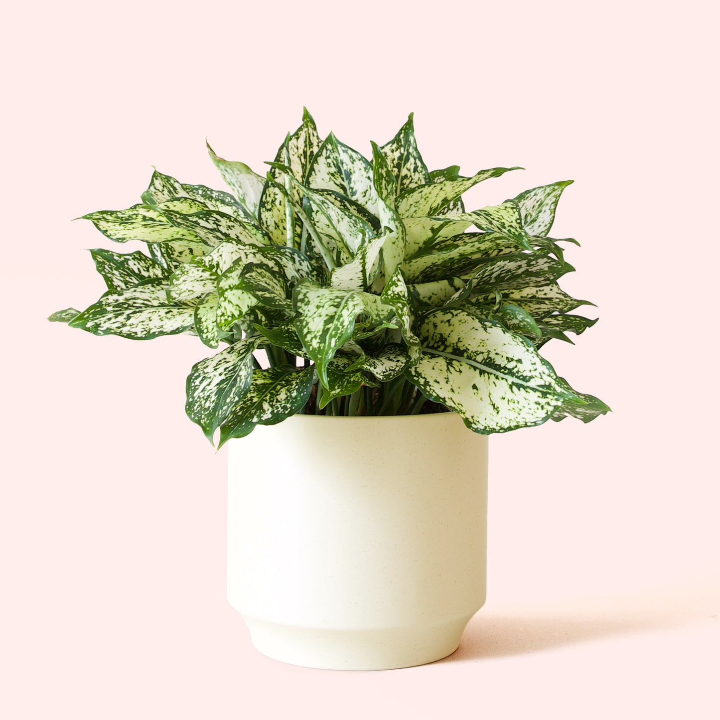 Aglaonema | First Diamond