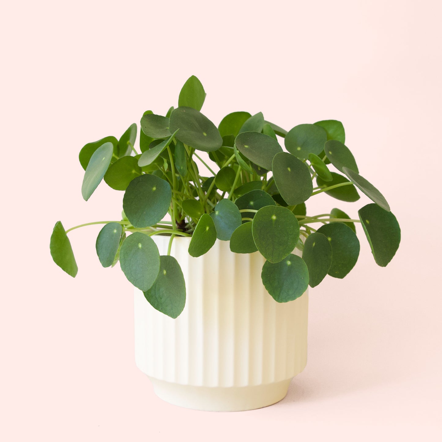 Pilea | Peperomioide