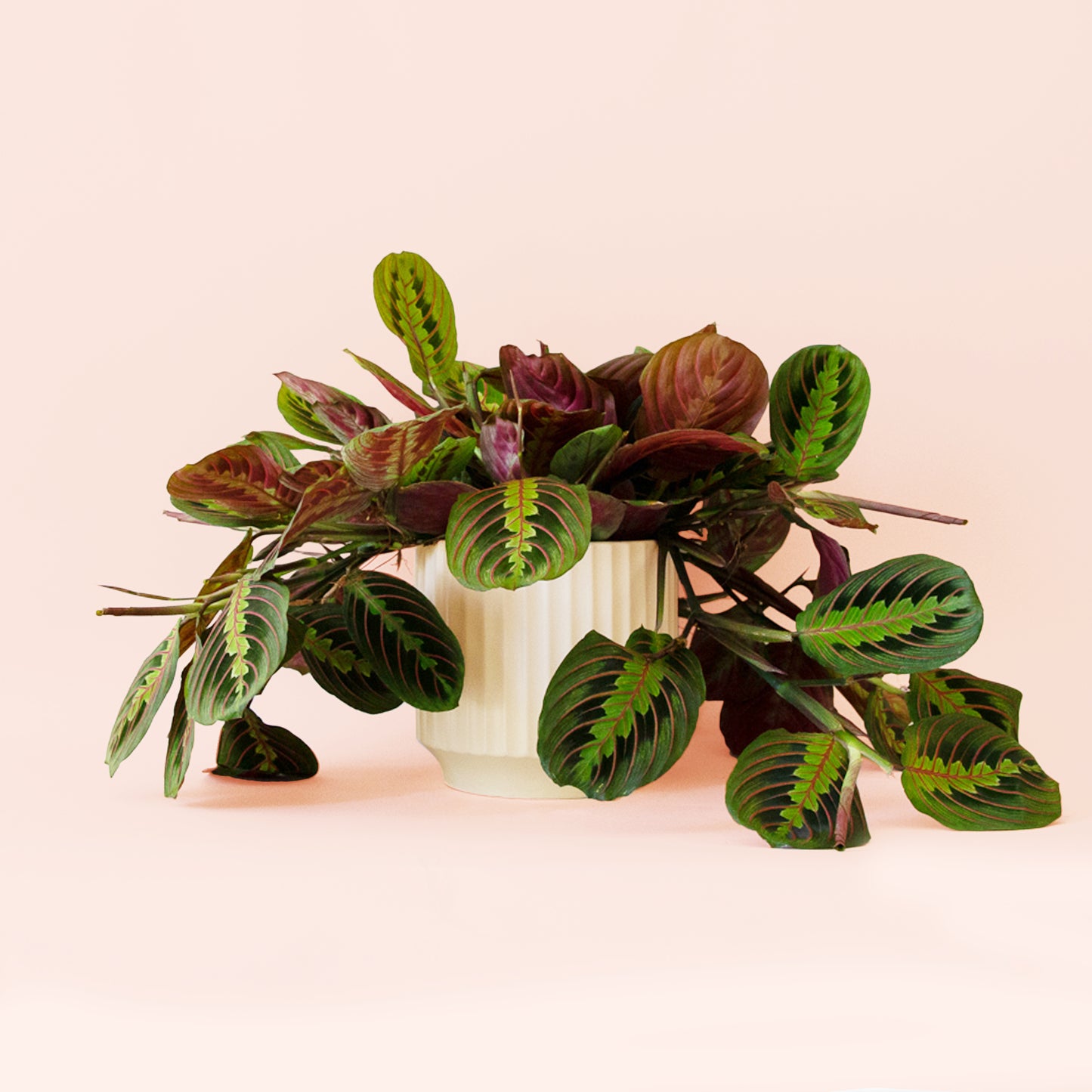 Maranta | Red