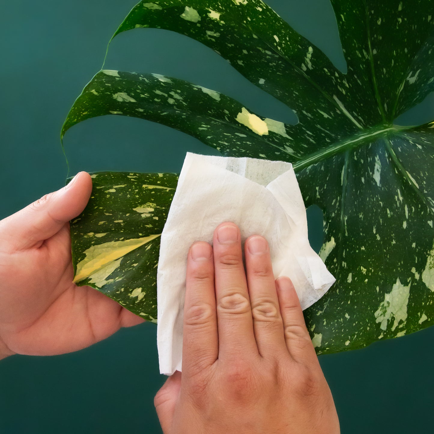 Hand wiping a leaf with a white cleansing cloth.  The hand is wiping a beautiful speckled leaf with an emerald green background.
