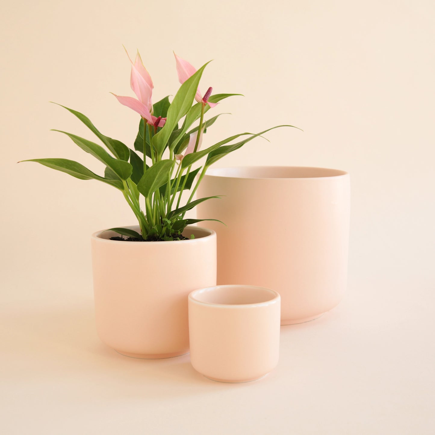 Charlie Planter | Ballerina