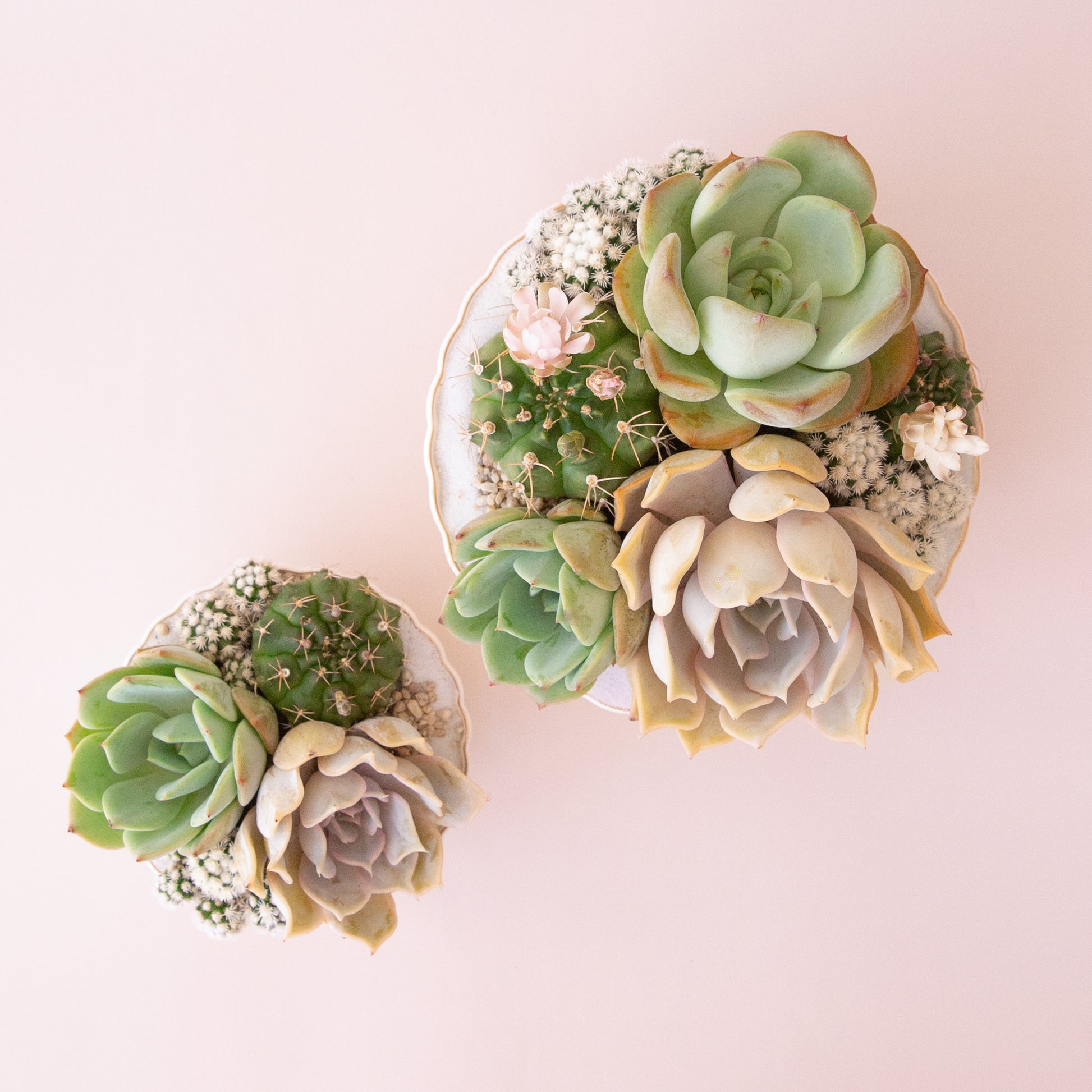 A scalloped ceramic pedestal bowl with a gold rim filled with a succulent arrangement that is not included with purchase. 