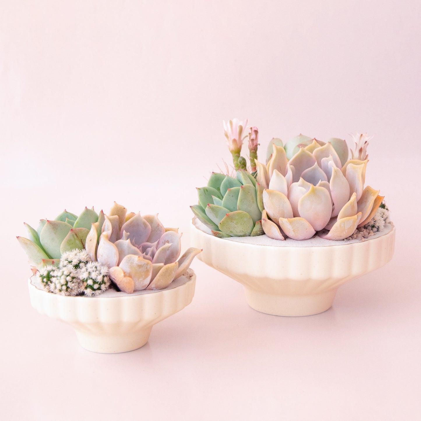 A scalloped ceramic pedestal bowl with a gold rim filled with a succulent arrangement that is not included with purchase. 